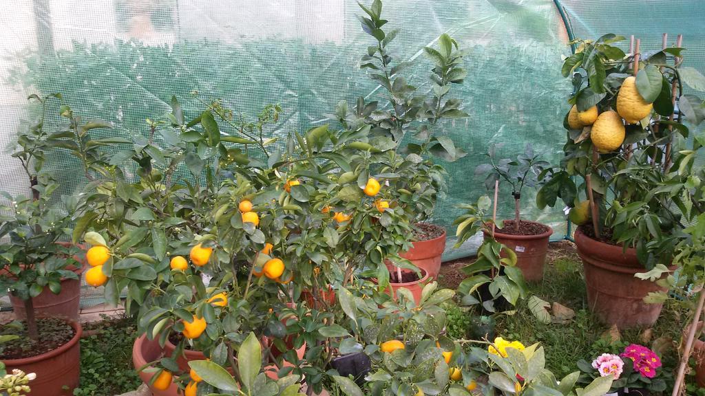 カスティリョンチェッロLa Limonaiaアパートメント 部屋 写真